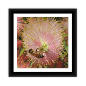 Bee in Fuzzy Flower