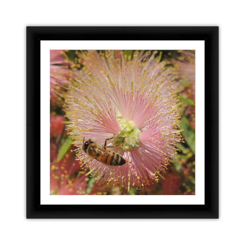 Bee in Fuzzy Flower
