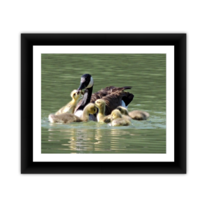 Brood of Ducks