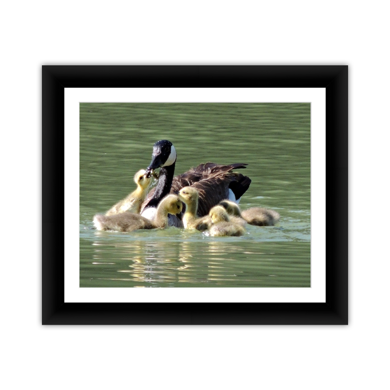 Brood of Ducks