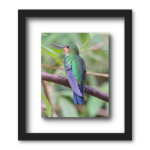 Acrylic Bird