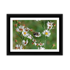 Bee in White Flowers
