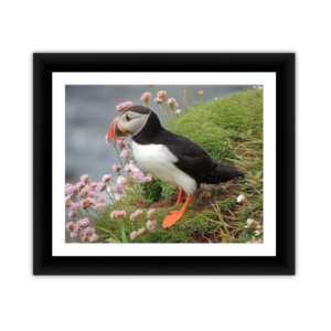 Parker Puffin