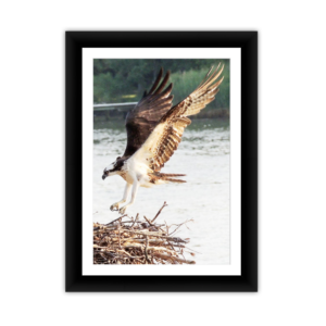 Osprey Return to Nest