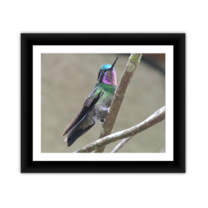 Hummingbird 4
