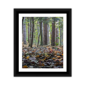Framed Kodak & Photo Paper Prints