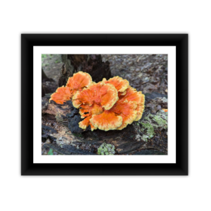 Orange Fungus