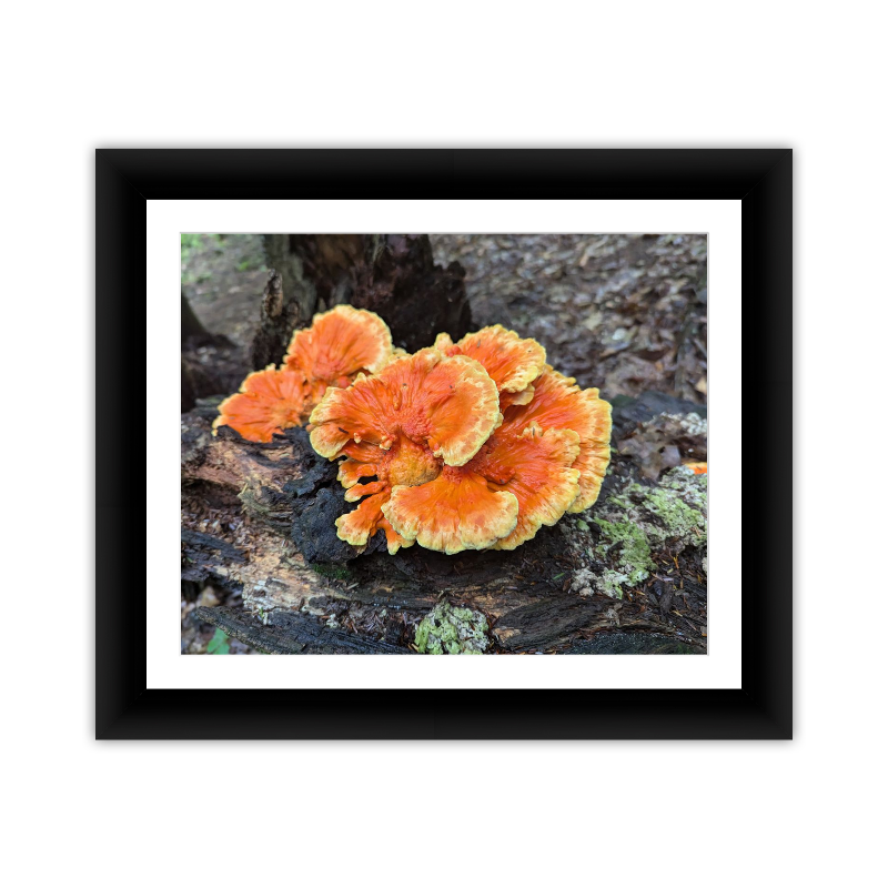 Orange Fungus