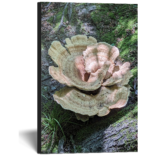 Fungus Canvas