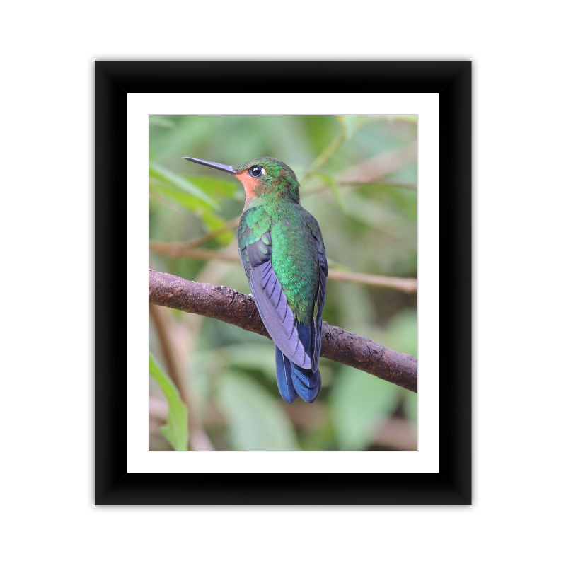 Hummingbird 4