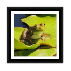 Frog Up Close