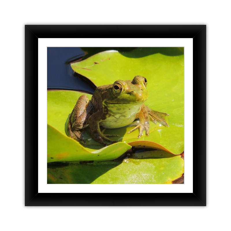 Frog Up Close