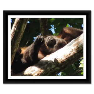 Adorable Critters