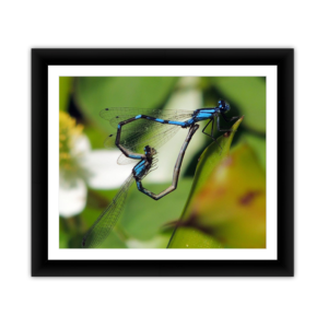 Blue Damselfly Love