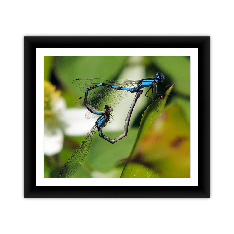 Blue Damselfly Love