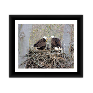Eagle Parents