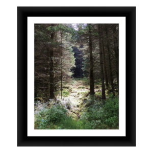 Walk in the Woods