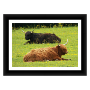 Two Cows