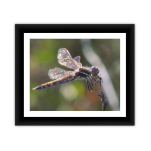 Framed Kodak & Photo Paper Prints
