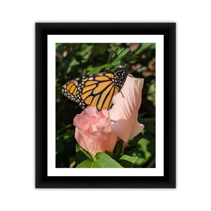 Framed Kodak & Photo Paper Prints