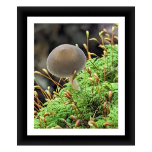 Emerald Moss Mushroom