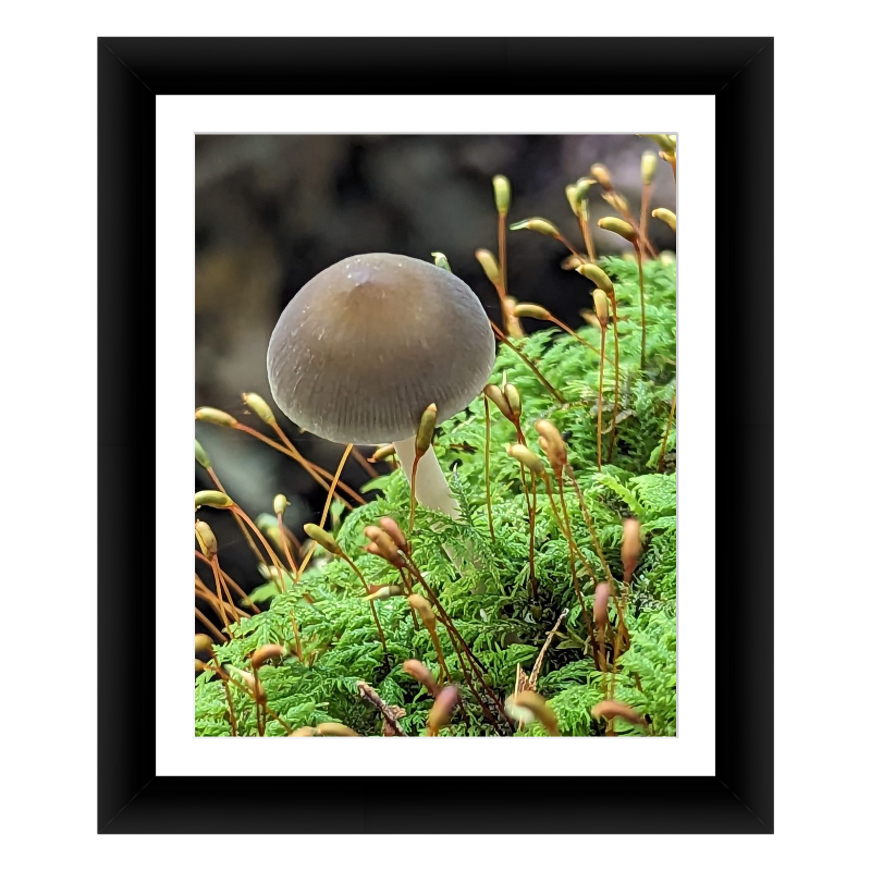 Fungus Jellyfish